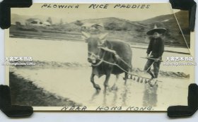 民国时期香港农民牛车水田犁地老照片。11X6.5厘米，泛银。