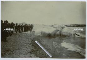 清代山东青岛海滩上搁浅的鲸鱼老照片，引来驻青岛的德国士兵现场勘查，有中国百姓围观。14.8X10厘米