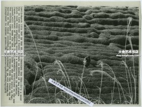 1975年美联社新闻传真照片一张。日本东京西南部清水市的山腰上，一位农民站在茶树丛中，这些茶树看起来像起伏的波浪。农民将在五月初在新叶上施肥，并进行一年中的第一次修剪。按照古老的习俗，在农历立春之后的第八十八天进行采收。25.4X19.1厘米