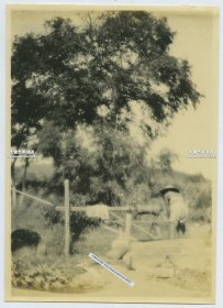 民国时期夏季，中国农村农民井中打水浇地老照片。15.7X11.2厘米，泛银