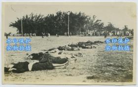 1927年广州起义历史老照片---整排的革命者尸体 ，由从事救援工作的中国红十字会番禺分会拍摄。国民党军重占广州后，对未及撤离的起义军、工人赤卫队和拥护革命的群众，进行了血腥的镇压，惨遭杀害死者达5000余人。一时广州全市全城鬼哭狼嚎，无故人民被杀的不计其数。大火数日不绝，精华悉被焚毁，实为民国成立以来鲜有的浩劫。” 13.8X8.5厘米，泛银