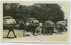 民国北京街头的骆驼交通运输队老照片，每只骆驼都要驮很多的麻袋包，负重如此之高叹为观止。10.8X6.7厘米，泛银
