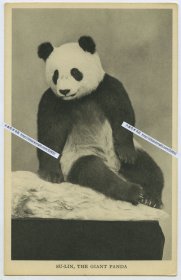 1938年世界大熊猫谱系第一号，苏琳（1936年-1938年）被芝加哥菲尔德自然历史博物馆制作成为标本老明信片一张。它是1938年之前，世界上第一只也是唯一一只在动物园展出的大熊猫。1936年出生于四川省汶川县，出生不到10天的它被美国人露丝·哈克尼斯带到上海，出境时她以“哈巴狗“进行报关，然后带着苏琳登上了美轮“麦金莱总统号”离开中国。
