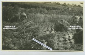 1920年代长江沿岸农村水稻收割老照片。13.4X8厘米，泛银。