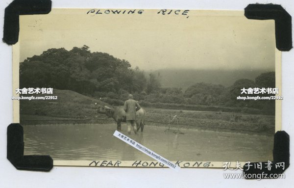 民国时期香港农村水田中，农民赶水牛犁地老照片。11X6.4厘米，泛银。