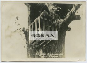 1937年上海八·一三’淞沪战役时期，叛徒被斩下首级并挂在树上示众。10.1X7厘米，泛银。