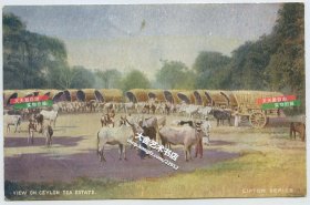 清末民初锡兰的立顿茶园明信片-----立顿茶叶产业园内景，一排用于运输茶叶的牛车，整齐地停靠在厂房外，随时待命出发。
