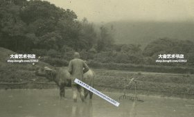 民国时期香港农村水田中，农民赶水牛犁地老照片。11X6.4厘米，泛银。