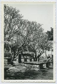 1960-1970年代澳门葡人墓地老照片一张。11.6X7.9厘米
