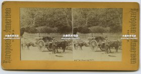 清末民国立体照片----1880年代蛋白立体照片，日本赶牛车的农夫