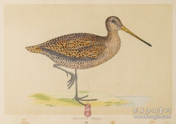 228 SABINE'S SNIPE 萨宾鹬 1855年版 莫里斯《英伦鸟类学》手工上色 铜版画插图 Morris：A History of British Birds