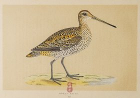 225 GREAT SNIPE 斑腹沙锥 1855年版 莫里斯《英伦鸟类学》手工上色 铜版画插图 Morris：A History of British Birds