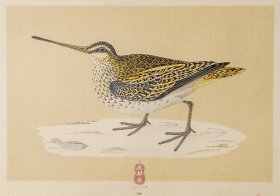 226 SNIPE 田鹬 1855年版 莫里斯《英伦鸟类学》手工上色 铜版画插图 Morris：A History of British Birds