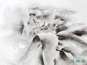 加山又造《黑牡丹》图14 四开珂罗版画 日本现代画艺术大师 珍稀素描写生稿