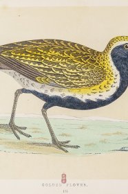 185 GOLDEN PLOVER 欧金鸻 1855年版 莫里斯《英伦鸟类学》手工上色 铜版画插图 Morris：A History of British Birds