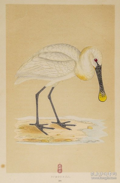 208 SPOONBILL 白琵鹭 1855年版 莫里斯《英伦鸟类学》手工上色 铜版画插图 Morris：A History of British Birds