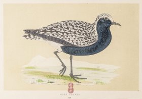 190 GREY PLOVER 灰斑鸻 1855年版 莫里斯《英伦鸟类学》手工上色 铜版画插图 Morris：A History of British Birds