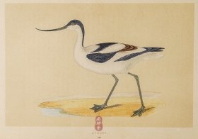 219 AVOCET 反嘴鸻 1855年版 莫里斯《英伦鸟类学》手工上色 铜版画插图 Morris：A History of British Birds