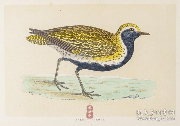 185 GOLDEN PLOVER 欧金鸻 1855年版 莫里斯《英伦鸟类学》手工上色 铜版画插图 Morris：A History of British Birds