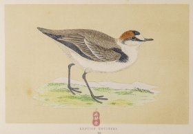 189 KENTISH DOTTEREL 环颈鸻 1855年版 莫里斯《英伦鸟类学》手工上色 铜版画插图 Morris：A History of British Birds