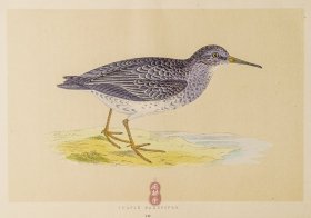 240 PURPLE SANDPIPER 紫滨鹬 1855年版 莫里斯《英伦鸟类学》手工上色 铜版画插图 Morris：A History of British Birds