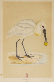 208 SPOONBILL 白琵鹭 1855年版 莫里斯《英伦鸟类学》手工上色 铜版画插图 Morris：A History of British Birds