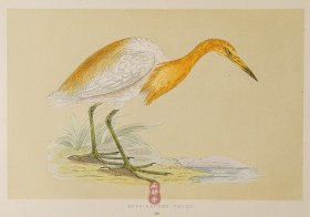 200 BUFF-BACKED HERON 牛背鹭 1855年版 莫里斯《英伦鸟类学》手工上色 铜版画插图 Morris：A History of British Birds