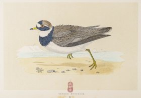 187 RINGED DOTTEREL 剑鸻 1855年版 莫里斯《英伦鸟类学》手工上色 铜版画插图 Morris：A History of British Birds