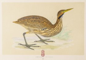 205 AMERICAN BITTERN 美洲麻鳽 1855年版 莫里斯《英伦鸟类学》手工上色 铜版画插图 Morris：A History of British Birds