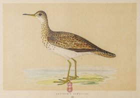 232 BARTRAM'S SANDPIPER 高原鹬 1855年版 莫里斯《英伦鸟类学》手工上色 铜版画插图 Morris：A History of British Birds