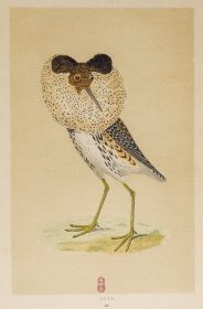 223 RUFF 流苏鹬 1855年版 莫里斯《英伦鸟类学》手工上色 铜版画插图 Morris：A History of British Birds