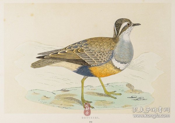 186 DOTTEREL 小嘴鸻 1855年版 莫里斯《英伦鸟类学》手工上色 铜版画插图 Morris：A History of British Birds