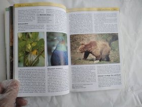 Insight Guides Nepal 英文原版 尼泊尔导览 铜版纸彩印 多图