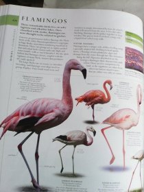 The Natural History Book：The Ultimate Visual Guide to Everything on Earth      英文原版大开本    自然史   铜版纸彩印