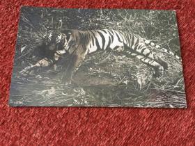 《虎》约民国明信片式照片，反面签赠 (8.7×13.7cm)