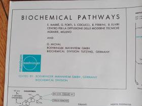《生化途径》BIOCHEMICAL PATHWAYS 单页一大张