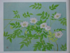 松冈政信画集 花之谱
