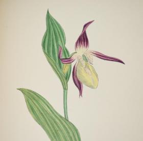 1883年 Sowerby English Botany (IX) 西方植物学经典《索尔比英国本草图谱》第9辑   香蒲科和丁香科 品相绝佳