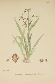 1883年 Sowerby English Botany (Volume X) 西方植物学经典《索尔比英国本草图谱》第10辑 《灯芯草科》