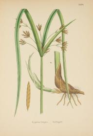 1883年 Sowerby English Botany (Volume X) 西方植物学经典《索尔比英国本草图谱》第10辑 《灯芯草科》