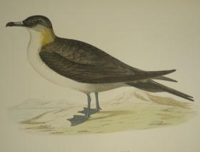 【补图】1870年  F.O. MORRIS - A History of British Birds《图本英国鸟经》第6辑水鸟卷  珍贵满金彩绘豪华版大开本