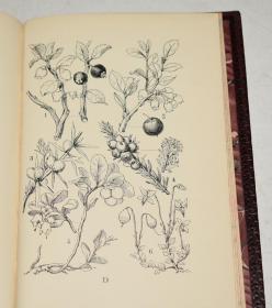 1907 年Our Woodlands Heaths & Hedges 《林中图纪》全原粒面小牛皮精装 精美雕版版画 品相上佳