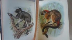 1896年 A Hand-book to the Primates.《图本灵长类动物手册》珍贵初版本 3/4小牛皮豪华装帧2册全  41张手工上色珂罗版彩色插图 绝伦美艳 品佳