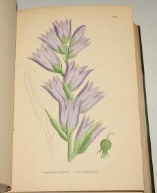1880年 Sowerby English Botany (VI) 西方植物学经典《索尔比英国本草图谱》第6辑  品相绝佳