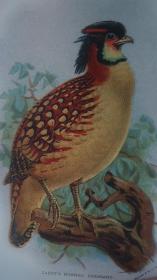 【补图】1896年 Hand-Book of British Birds. 自然史经典《图本猎鸟手册》3/4小牛皮精装 48张绝美珂罗版手工彩色版画 品相绝佳