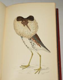 1853年  F.O. MORRIS - A History of British Birds《图本英国鸟经》第5辑《涉禽册》初版本 珍贵满金彩绘豪华版 47枚纯手工上色彩色版画插图 绝伦美艳