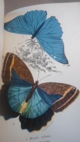 1896 HANDBOOK LEPIDOPTERA _ Butterflies & Moths 博物学名著《蝶蛾图志之: 彩蝶篇》 32张原品珂罗版手工上色版画 品上佳