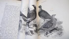 1889年 Manual of British Birds 博物学经典《绘图本英国鸟类手册》珍贵初版本 全插图本巨册全 布面精装