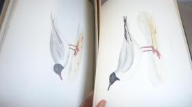 【补图】1870年  F.O. MORRIS - A History of British Birds《图本英国鸟经》第6辑水鸟卷  珍贵满金彩绘豪华版大开本