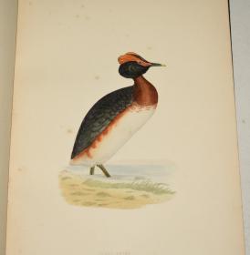 【补图】1870年  F.O. MORRIS - A History of British Birds《图本英国鸟经》第6辑水鸟卷  珍贵满金彩绘豪华版大开本